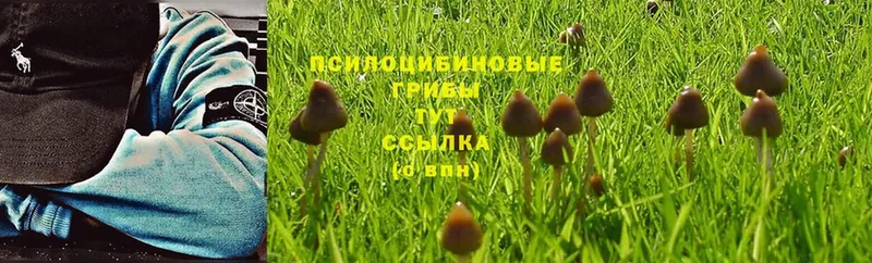 Псилоцибиновые грибы Cubensis  даркнет сайт  Курчалой 